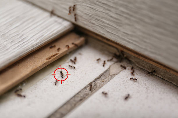Best Ant Control Services  in Toona, AL