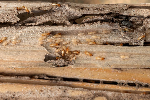 Reliable Altoona, AL Pest Control Solutions